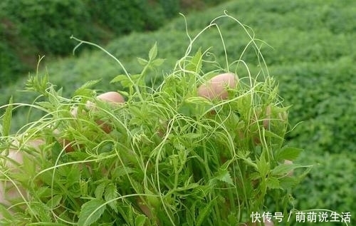 开荒|生长在路旁,曾是开荒的拦路虎,殊不知是“南方人参”,名贵药材