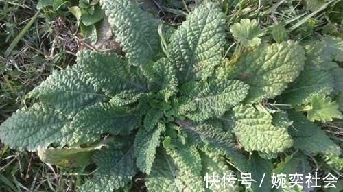 一种野菜叶子长满疙瘩，闻着臭，吃起来却很香，炒鸡蛋味道更好！