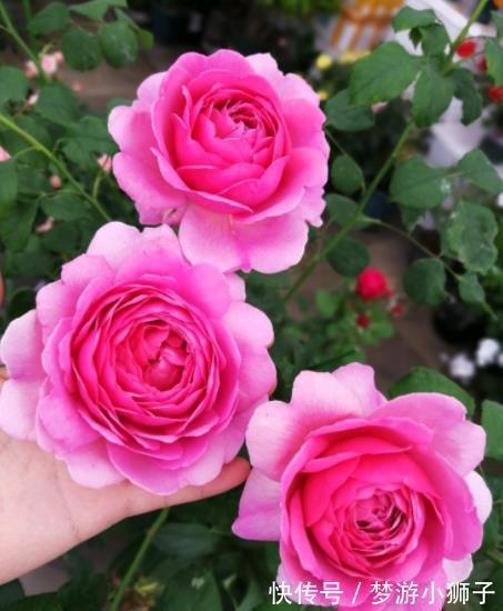此款高颜值大花月季，被称作“开花机器”，养起来真简单