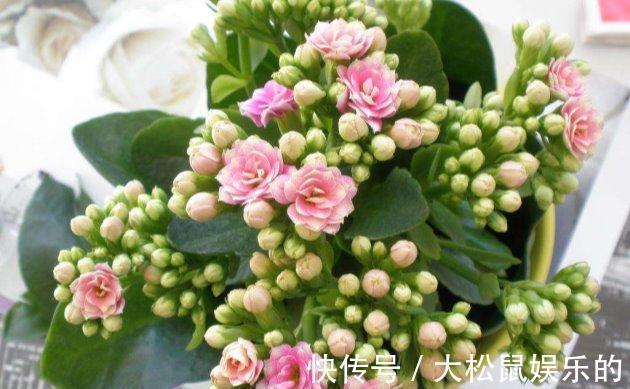 养分|长寿花这样养秋天蹭蹭长天花爆盆