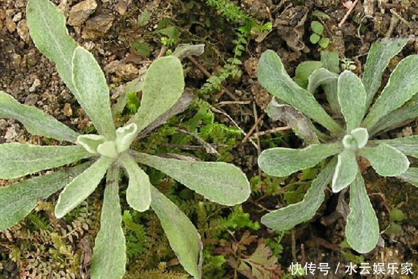 清明|4種天然的“止咳藥”，漫山遍野都是，聰明人一直在吃