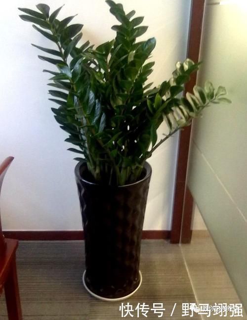 金钱树|太省心的花，1个月浇一次就行，叶子长的还超旺盛！
