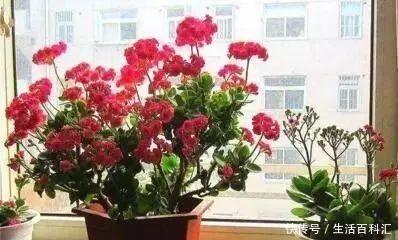 2种“便宜花”,用1招养成“老桩”,美死了,给“1万”都不卖