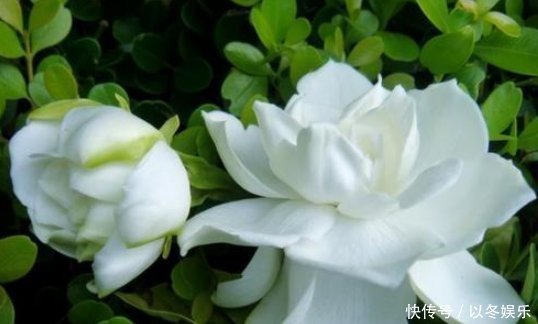 栀子,茉莉不要抱怨养得不好用这种“肥水”浇,疯了不能坚持很久,旺盛