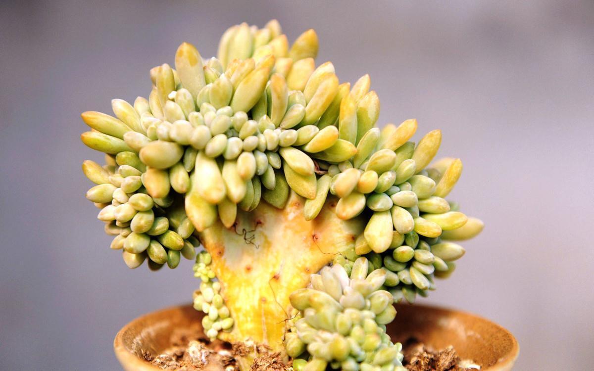 想养出高颜值多肉,这些多肉的名词你需要知道