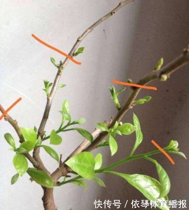 一茬花|三角梅花谢了,趁着还没入冬,“2件事”尽早做,来年轻松开爆盆