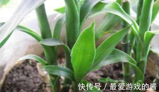 花市看到3种花随便买，摆客厅显大气上档次，过冬容易