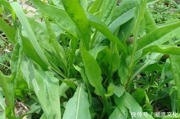 食欲不振|夏天就要到来了,炎炎的夏日,是不是会食欲不振?它可以健脾开胃