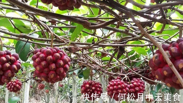 院子|家中有院子,就安排上“黑老虎”吧,耐寒耐旱,营养又美味!