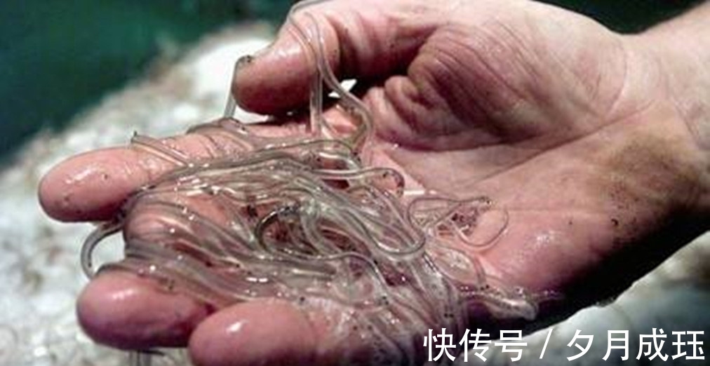玻璃鳗@被人吃了几千年的鱼,直到突然濒危,也没人知道它们来自何处