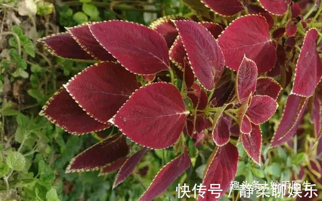 香椿|蒲公英、香椿、榆树钱、白蒿……一种野菜治一种病