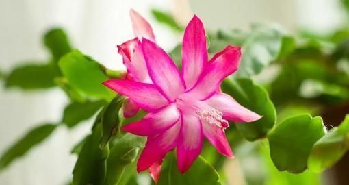 种花|这5种花,越冷越开花,摆阳台就行!