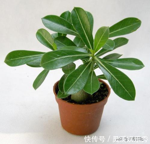 爆盆|还用柳树皮、阿司匹林养花?聪明人都用“一种东西”,养啥都爆盆