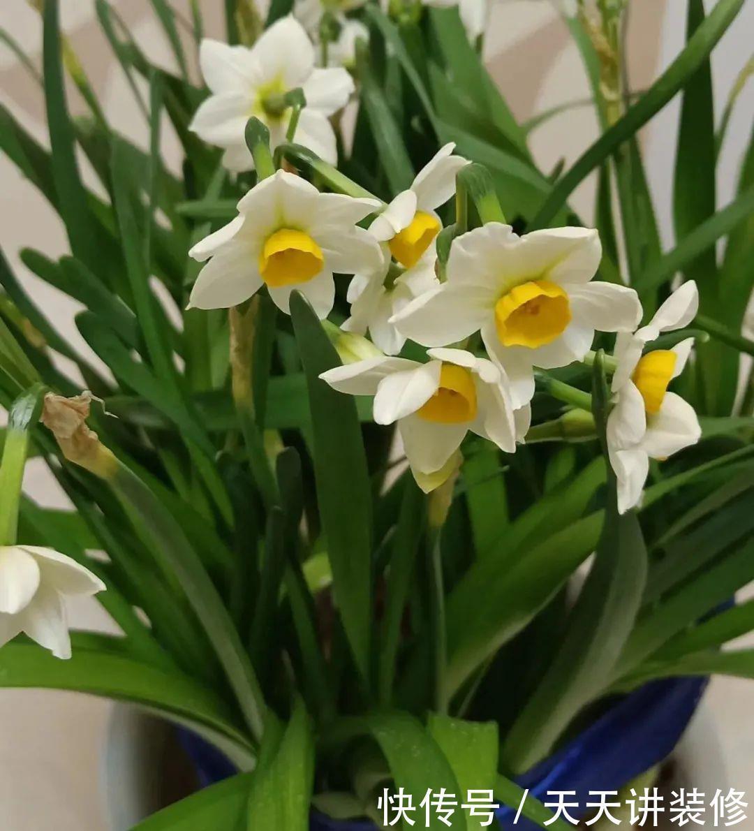 5种花比茉莉还香,越冷越爆盆,满屋子香味,现在买过年开花