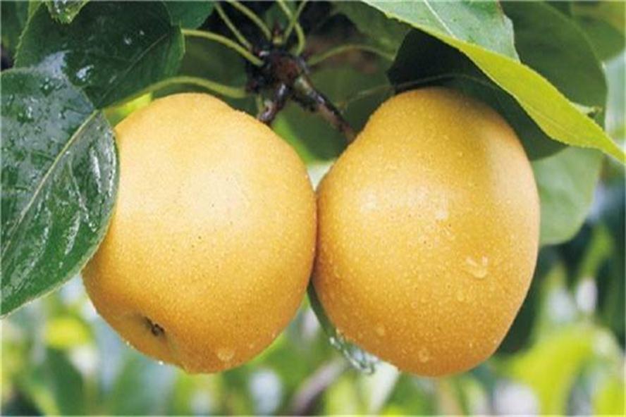 水果|适合女性吃的三种水果，就算贵都别省，润肠通便、排毒养颜