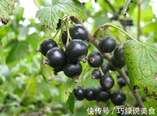 黑加仑|女性常吃此物,再贵也不要省,气血双补,面色红润了,眼睛也亮了