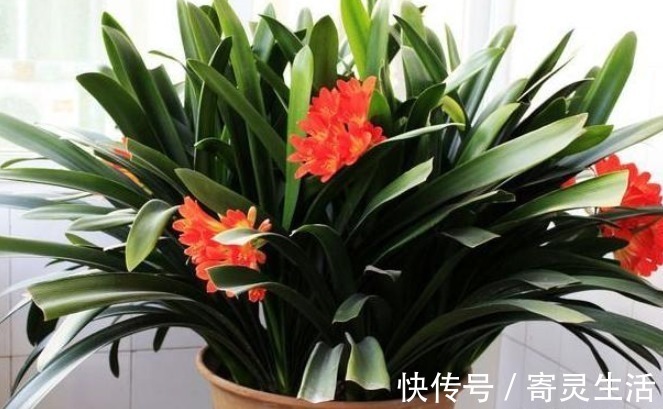 手掌|养护君子兰从这招开始，花开不断，叶子比手掌还大