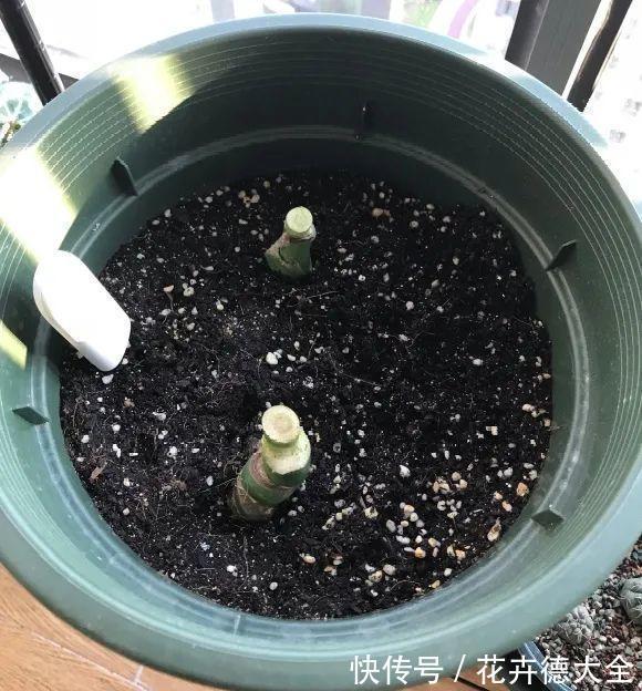 7种花,现在要砍头,冲天炮变成爆炸头