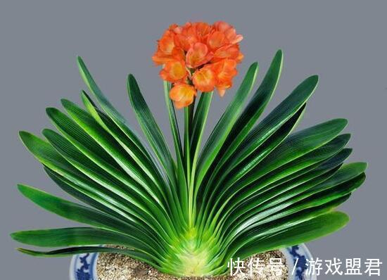 吸油烟机里的废油,发酵后用来养花,可以让花长得闪闪发亮