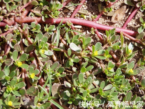 马齿苋|10种野菜辨别图，遇见了记得摘回家，再不摘点尝尝，下个月就老了