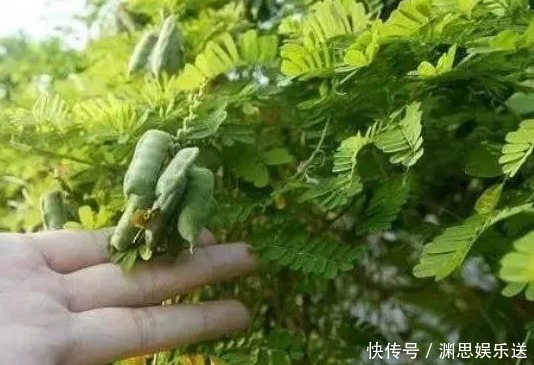 野草|农村不起眼的野草，保肝护肝，清热解毒，疏肝止痛，你认识吗