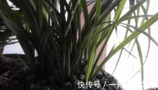 植物盆土积水,烂根严重,4种东西垫盆底,再也不用担心了