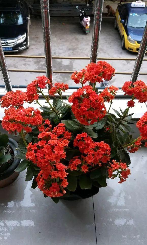 公认好养的“五种花”,漂亮又大气,还能养成老桩,越养越有价值