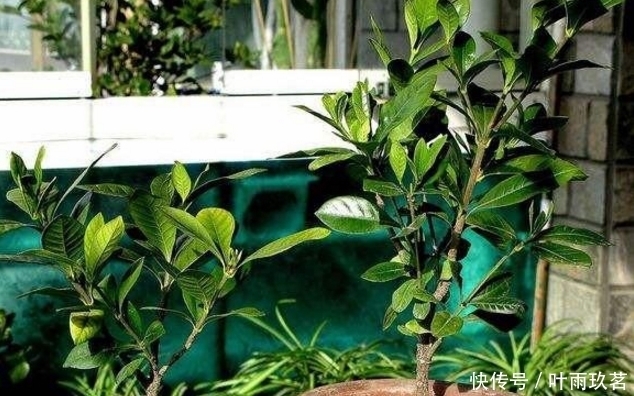 保湿|很好养的6种花草,扦插生根快,花儿开成团,漂亮易养活