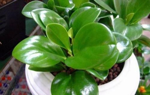 再忙也要养盆这种花,比绿萝好养,比发财树漂亮,还能防辐射