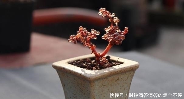 露镜|新手多肉党的福音:露镜,买回家这么养,叶子如水晶般剔透