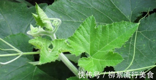 鱼腥草|你知道多少种野菜，让你轻松了解野菜的各种秘密，快来看看吧！
