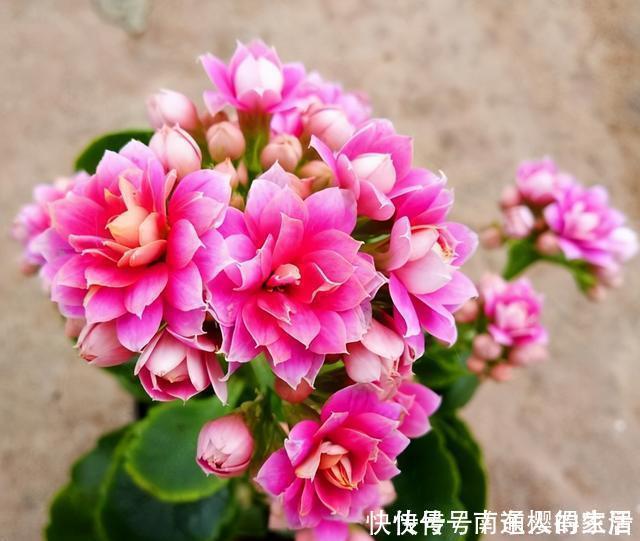 冬天养花选“长寿”，这10个品种“好养”，一个赛一个的漂亮