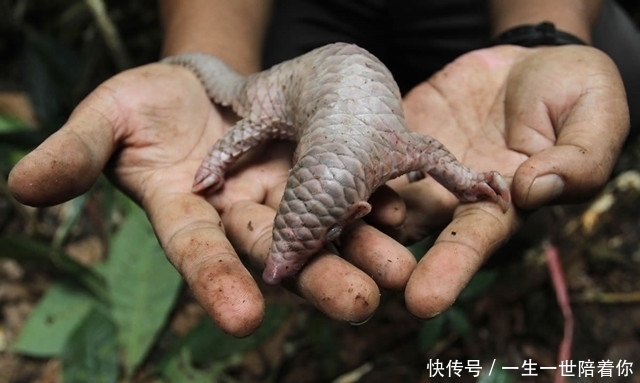 动物|刚出生的小动物，原来长这样啊！长得像动画片的动物宝宝们