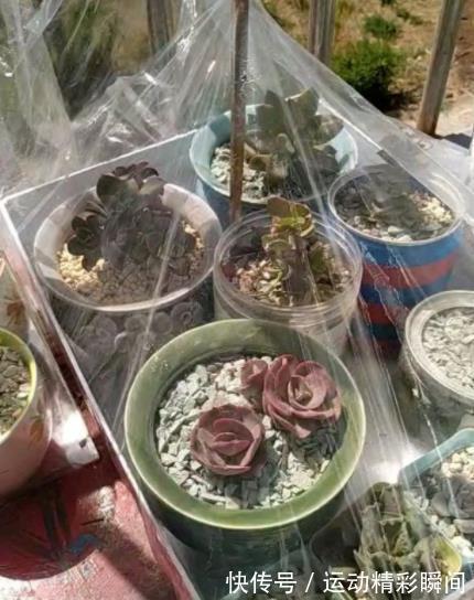 变废为宝:家里1种垃圾别丢了,给花草保暖,防冻增湿长势好