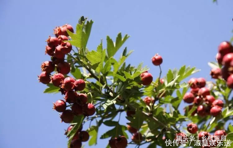 果实|山里的野果是农村童年最珍贵的零食,吃过的至少是90后