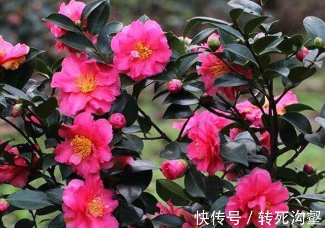 这三种花是秋冬开花王，娇艳漂亮花期又长，理想的居家盆栽