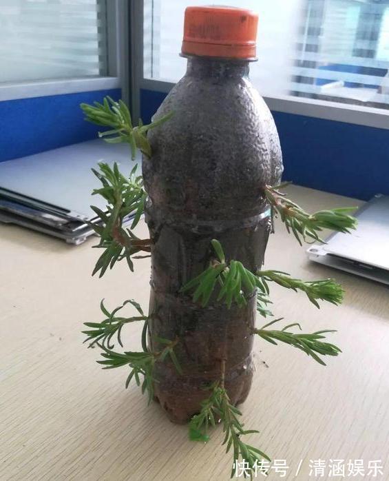 塑料瓶养花可当扦插神器、浇水壶、简易花盆,用途甚广!