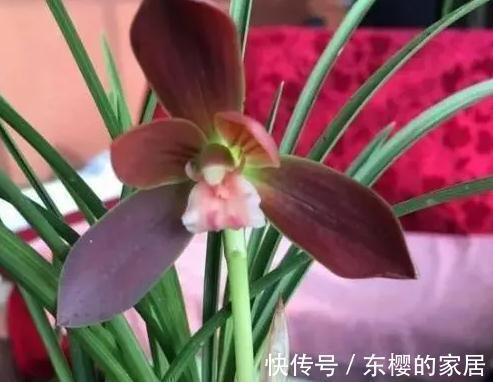 花色|中国兰花第一红火热的红河红,美丽大方,炽烈花色美丽至极