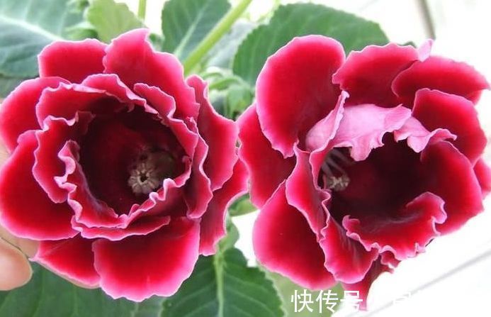 大岩桐|大岩桐,谁看谁喜欢,花期200天,花色鲜艳漂亮,太养眼!