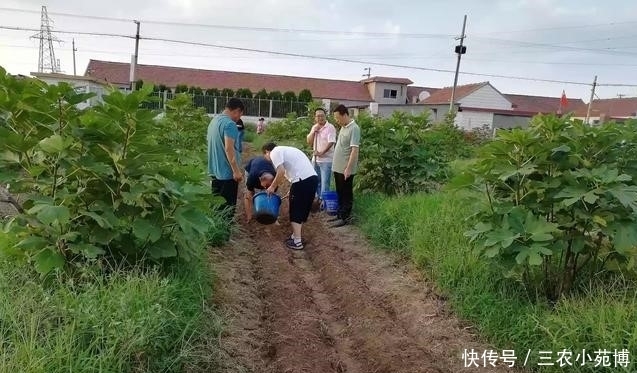  无花果叶子|无花果的叶子有药用价值，可以治瘊子，那有没有一些副作用呢？