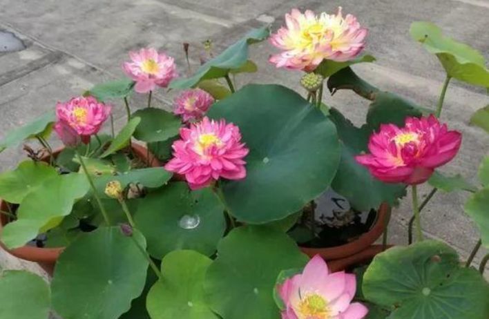 开花|4种便宜花,别小看,一开就是300多天,漂亮花期长,开成小花园