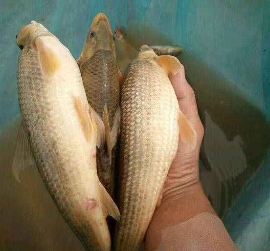 江鱼|再也钓不到长江水米子,最好吃江鱼之一,如今已难觅踪迹