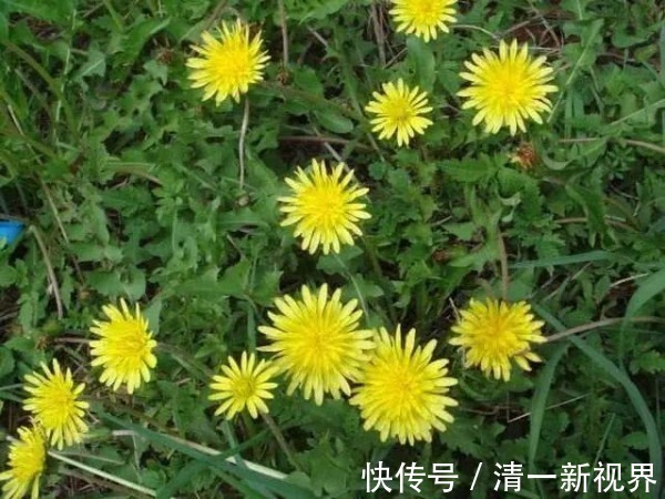 泡水|现在才知道,蒲公英不能随便泡水喝,三个问题要注意,别犯错!