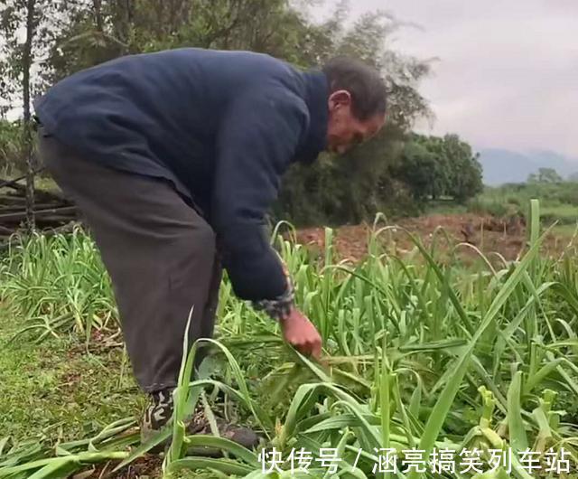 大山深处,7旬老人的“下酒菜”,每星期吃一顿,馋的人流口水