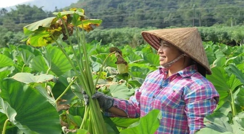 竹荪|常吃这几种野菜,能够降血压降血脂,功效超多,很多人却不知道