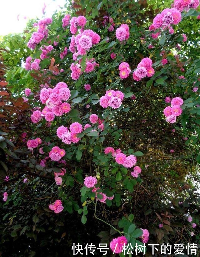 死亡|野蔷薇:即使死亡,已要走进一颗美丽的童心里!(散文诗)