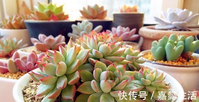 这8种多肉植物,好养好看还易“爆盆”,适合新手和“懒人”