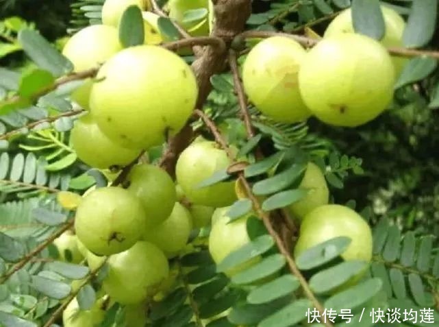 藏在身边的“止咳王”就是它,做法简单,止咳润肺,冬天不咳嗽