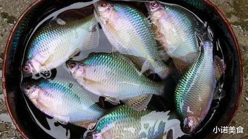 我国公认“最难吃”的6种鱼,如果你全部吃过,我敬你是条汉子