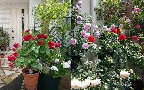 腐熟肥|庭院里的月季花长出新叶子后,这么打理才能够一茬接一茬开花